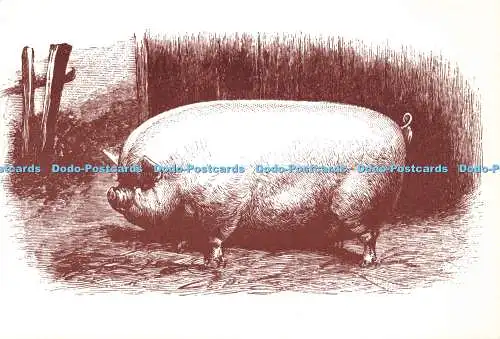 D143278 Auenland Postkarten Serie 2 Viktorianische Landwirtschaft Nr. 9 Kleines weißes Wildschwein Eigentum