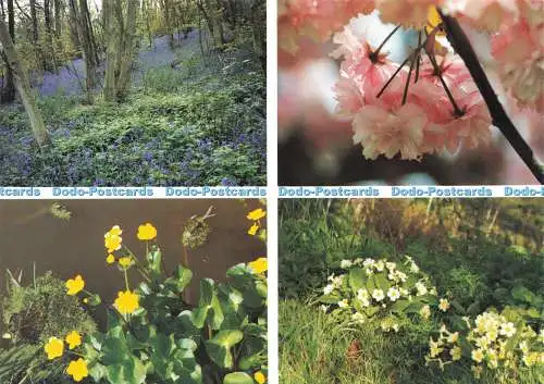 D143477 Frühlingsblumen bei Crowhurst Richter C15552X Mehrfachansicht