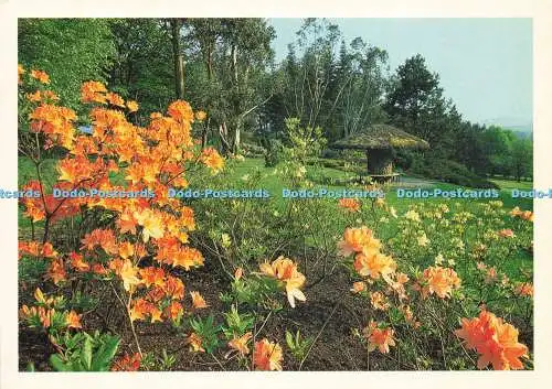 D143485 GG158 Mushroom Shelter and Azaleas Threave Allan Wright Lyrical Scotland