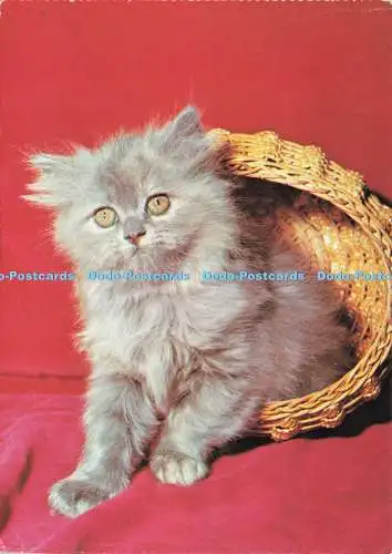 D192417 Blau und Creme Angora Kätzchen Schuster