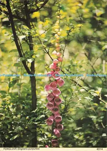 D192687 Fingerhut Digitalis Purpurea Pembrokeshire Eye