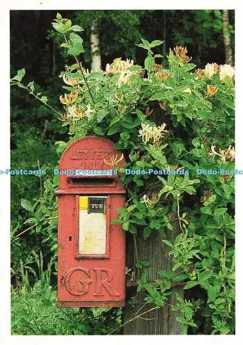 D194785 Briefkasten und Geißblatt bei Finzean im Wald von Birse Papier Himmel Pr