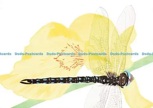 D194920 The Hairy Dragonfly Kaye Mash