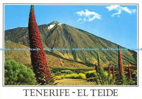 D195341 Teneriffa El Teide Blühende Tajinasten beim Teide Gasteiz