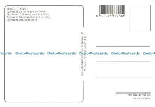 D195341 Teneriffa El Teide Blühende Tajinasten beim Teide Gasteiz