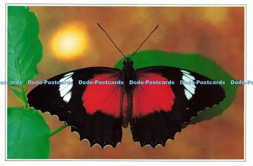 D200076 Red Lacewing Cethosia Cydippe S Weyland A Perera