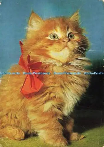 D193704 Katze Kätzchen Schuster 1967