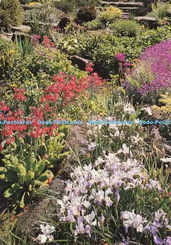 D193712 Iris and Primels Rock Garden Royal Horticultural Societys Garden Wisl