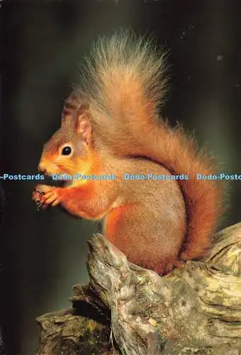 D198551 Native Red Squirrel Scottish Viewpoint Lyrical Scotland