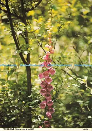 D193885 Fingerhut Digitalis purpurea 4014 Haven Colourprint Pembrokeshire Eye Pos