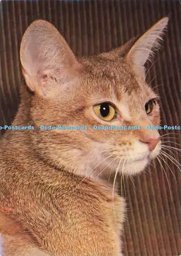D194057 Simba Hausliebender Abessinier von Abingdon Katze Waddingtons Nelke Foo