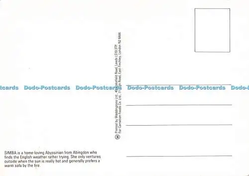 D194057 Simba Hausliebender Abessinier von Abingdon Katze Waddingtons Nelke Foo