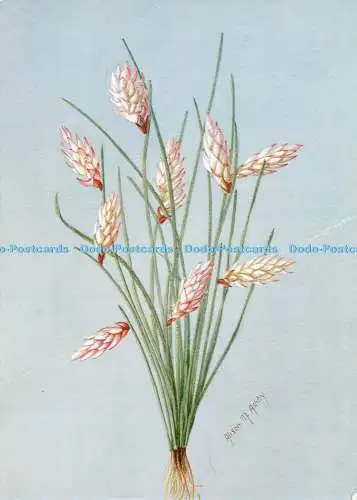 D194282 Australian Wild Flowers Johnsonia pubescens Lindl Liliaceae No 88 South