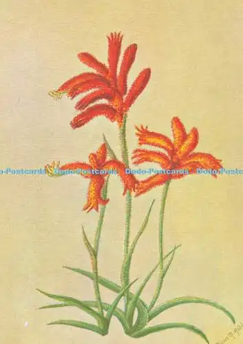 D194316 Anigozanthos humilis Lindl Haemodoraceae No 26 Alison M Ashby Australian