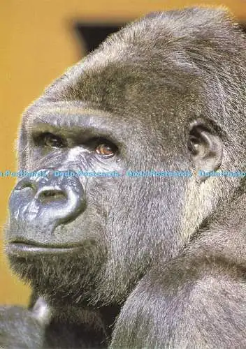 D196366 Lowland Gorilla at the Jersey Wildlife Preservation Trust Beric Tempest