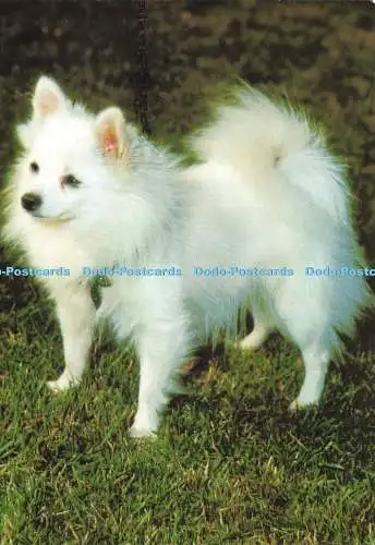 D196438 Miniatur Pommerscher Schuster