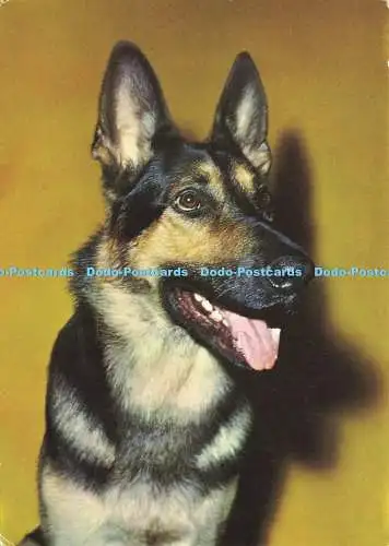 D196535 Deutscher Schäferhund E T W Dennis