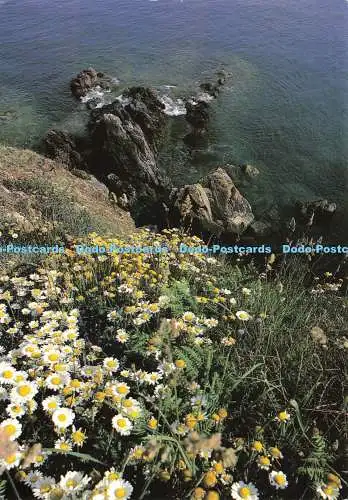 D197263 Wildblumen und typische Küste des Pembrokeshire Küstenweges Dyfed N