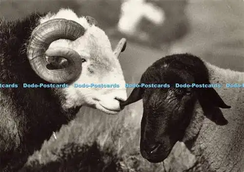 D202732 Cumbrian Sheep Senka Causevic Skyline Karten Jackson Wilson