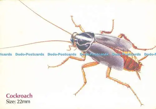 D204197 Cockroach Welcome Foundation