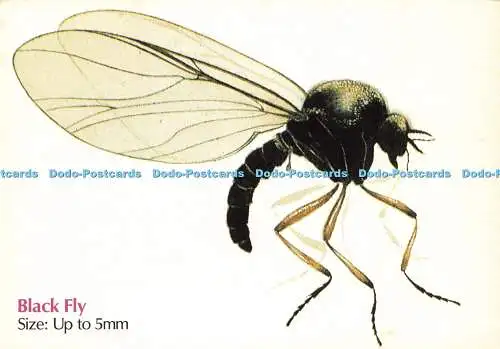D204198 Black Fly Welcome Foundation