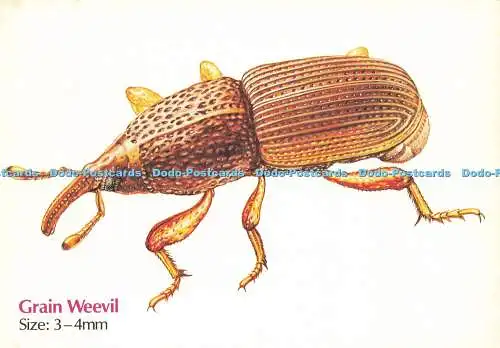 D204199 Grain Weevil Welcome Foundation