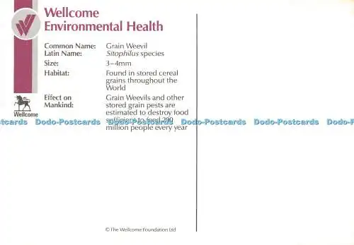 D204199 Grain Weevil Welcome Foundation