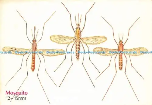 D204200 Mosquito Welcome Foundation