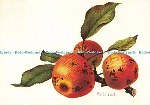 D204216 Hereford Museum of Cider Redstreak Judges C 5244 X Miss Alice Ellis