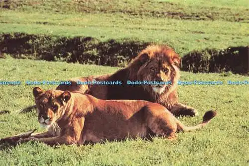 D204226 Lions Worcestershire Bewdley Spring Grove West Midland Safari Park