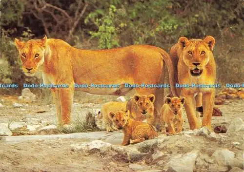 D204270 Südliches Afrika Löwin und Jungtiere Kunstverlag Mitch Reardon 1987