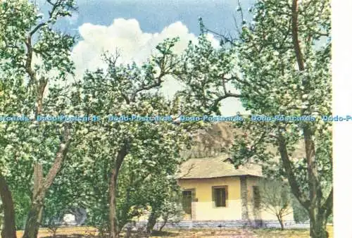 D204291 Blick auf das Haus und blühende Bäume