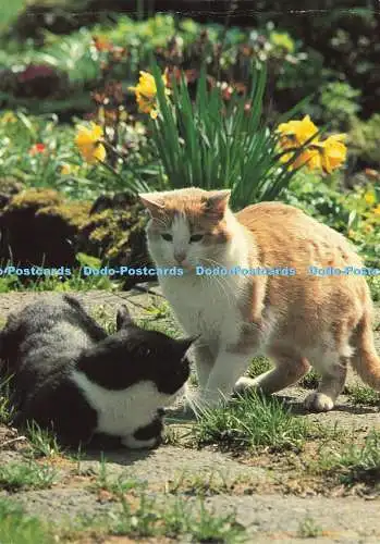 D196592 zweifarbige Hauskatzen A Korsch K Skogstad