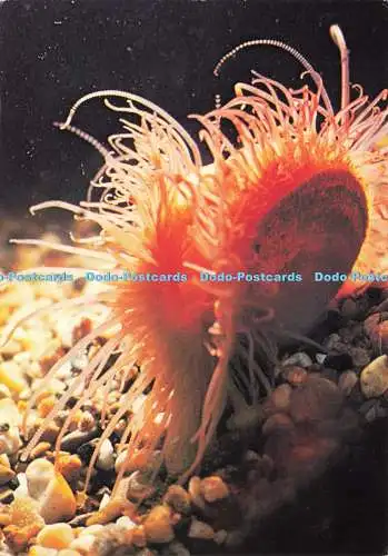 D196701 Klaffende Feile Shell J Arthur Dixon World of the Seashore Pat Morris