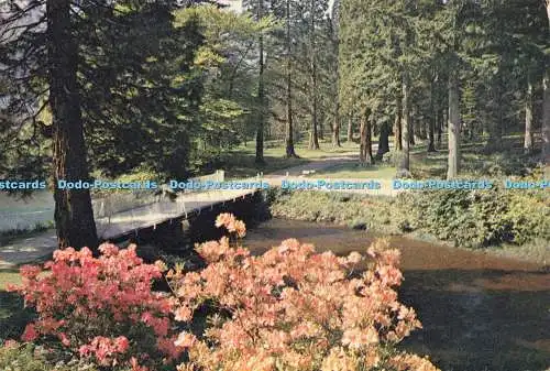 D211987 Argyll Eachaig River and Sequoia Avenue J Arthur Dixon Douglas Scott