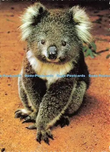 D205069 The Australian Koala Nucolourvue Productions