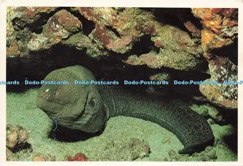 D207343 Giant Muray Dive the Red Sea Sinai