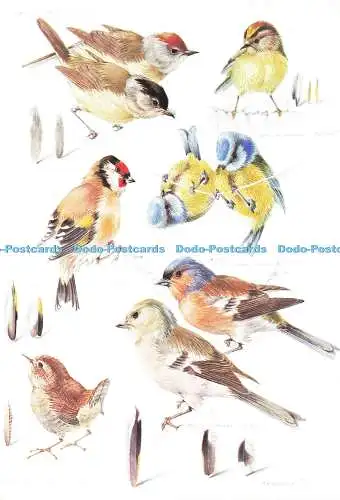 D213173 Gartenvögel The Medici Society Mildred Eldridge Spink