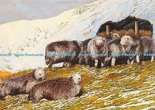D206441 Herdwick Winter Larkfield Printing D Carter