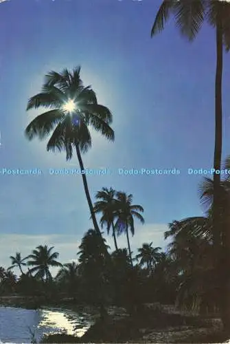 D213666 Belize in Naturfarbe Rum Point Cubola Productions