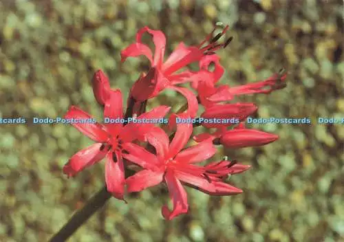 D216140 The Guernsey Lily Jarrold Cecil Ryan