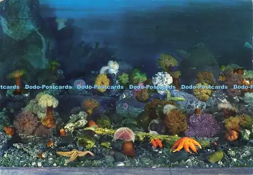 D217368 Das Aquarium in Bergen Seeanemonen Normann