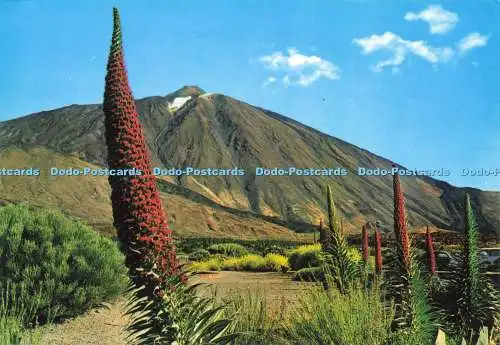 D217387 Teneriffa Blühende Tajinasten nahe dem Teide Gasteiz