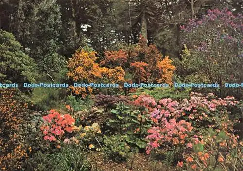 D223306 Ross Shire Inverewe Garden J Arthur Dixon Dr J M Cowan