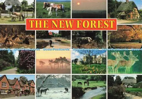 D224054 The New Forest J Salmon 1997 Multi View