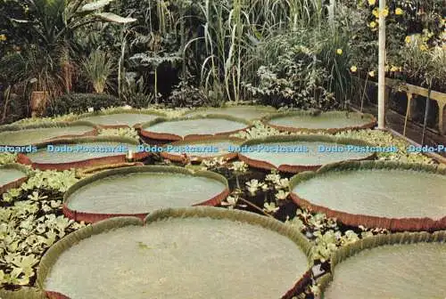 D221999 Kew Royal Botanical Gardens Victoria Amazonica Crown
