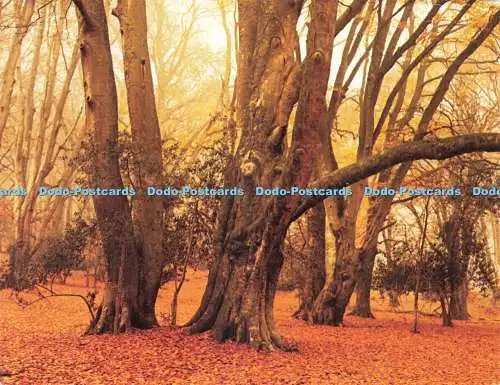 D226623 New Forest Richard Kraus