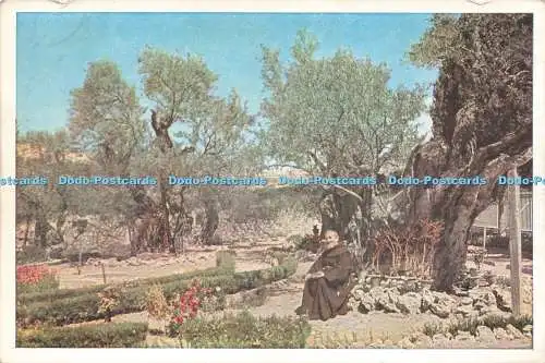 D224840 Palästina Der Garten Gethsemani C Judäa S P C K