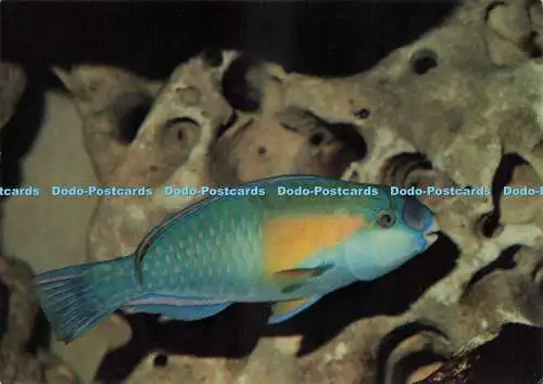 D224861 Poisson Perroquet Scarus cg Bowersi Aquarium Oceanographique et Tropical