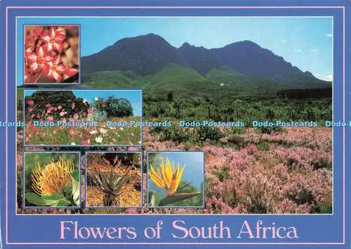 D227926 Flowers of South Africa Flora Art Publishers Ltd Mehrfachansicht